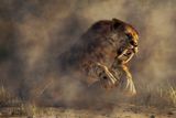 Rare Spinal Tumors Found in Saber-Toothed Cats Trapped at La Brea May Hint at Inbreeding Before Extinction