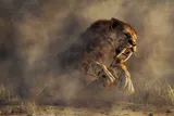 smilodon, a saber-tooth-cat jumping 