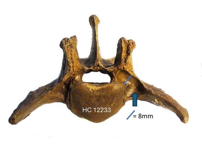 fossilized saber-tooth cat vertebra 