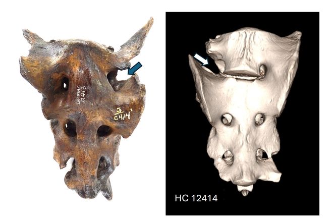 saber tooth cat vertebra with tumor malformations 