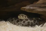 coiled Western hognose snake in an aquarium 