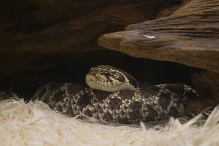 coiled Western hognose snake in an aquarium 