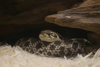 coiled Western hognose snake in an aquarium 
