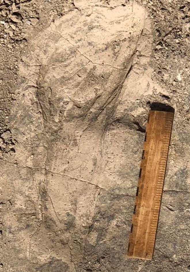 fossilized footprints Paranthropus boisei 