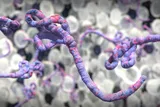Ebola virus under the microscope illustration