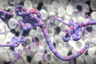 Ebola virus under the microscope illustration