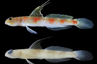 Tomiyamichthys oriens new fish species