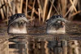 pair of otters sticking their heads out of a river