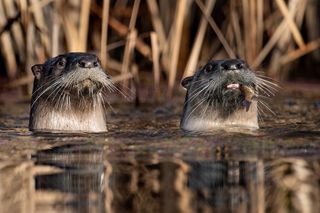 pair of otters sticking their heads out of a river