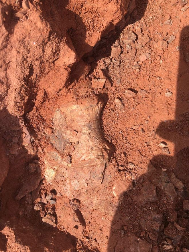 Fossilized Musango matusadonaensis bone at a dig site 