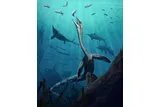 long-necked marine reptile Austronaga minuta hunting fish