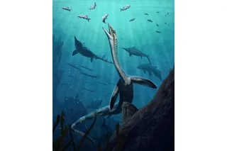 long-necked marine reptile Austronaga minuta hunting fish