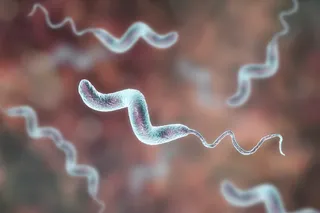 campylobacter jejuni bacterium