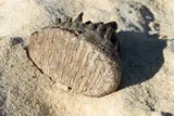 Fossilized mammoth tooth on the sand