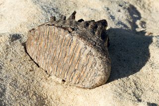 Fossilized mammoth tooth on the sand