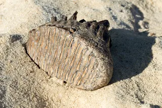 Fossilized mammoth tooth on the sand