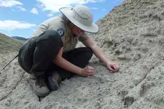 Ann Kort digging for fossils at a excavation site