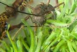 Camponotus nidulans ants infected found on Octoblepharum moss