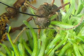 Camponotus nidulans ants infected found on Octoblepharum moss
