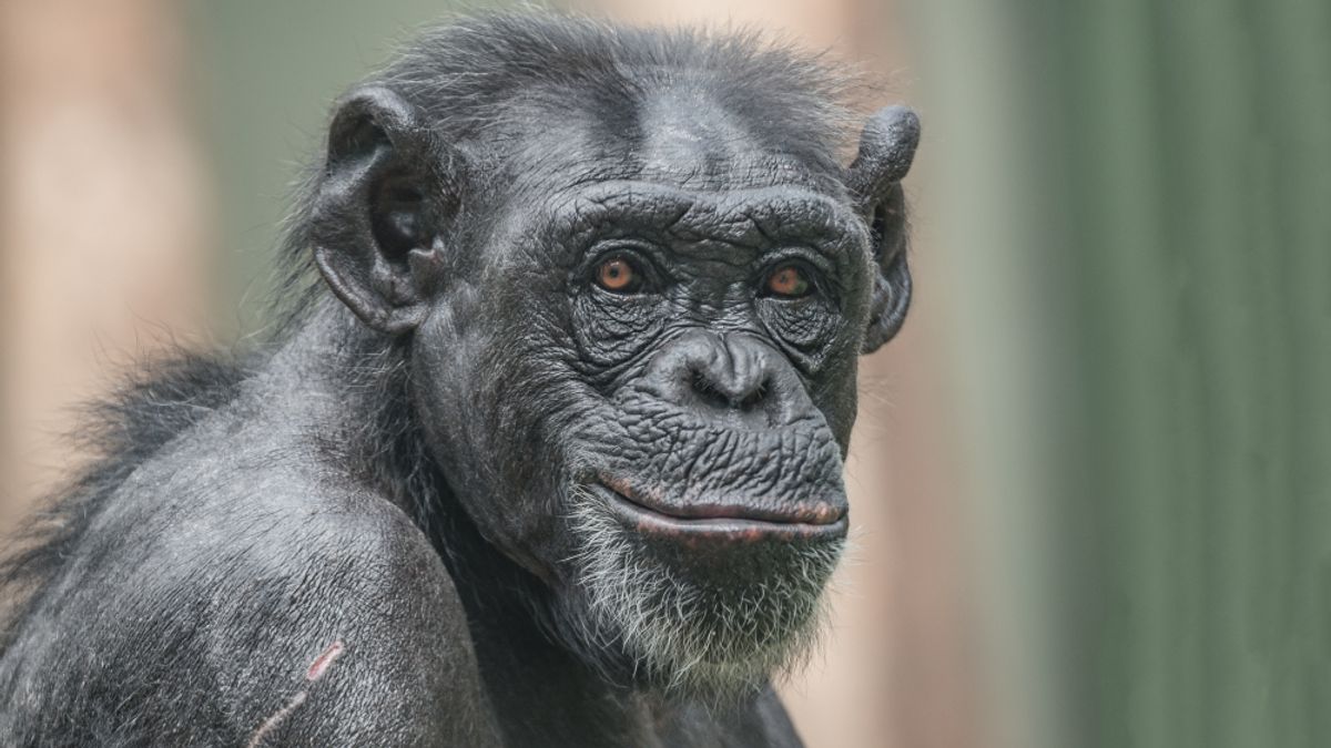Do Animals Smile Because They're Happy? Why a Grin in Nature Doesn't Always Mean What You Think