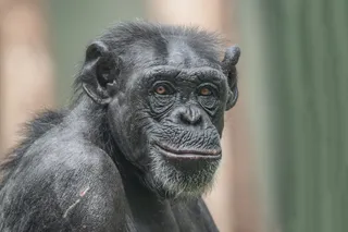 Adult chimpanzee sitting, and smiling at the camera - do animals smile when happy?