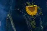 large honey comb hanging in a tree, mad honey 