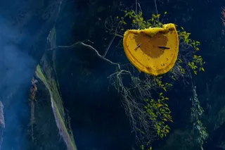 large honey comb hanging in a tree, mad honey