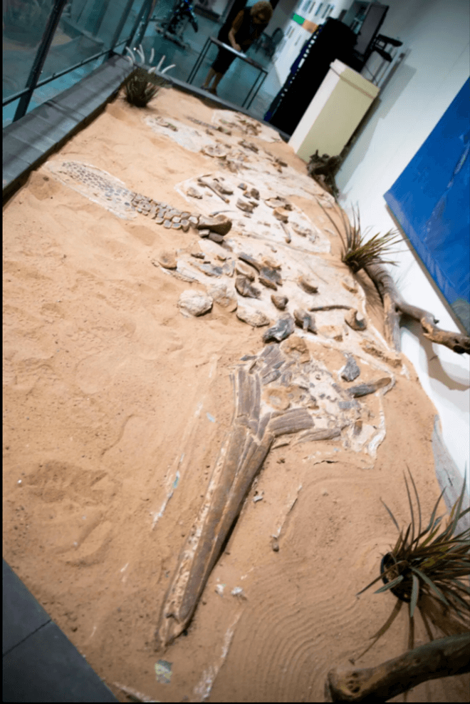  ichthyosaur fossil on display at a museum 