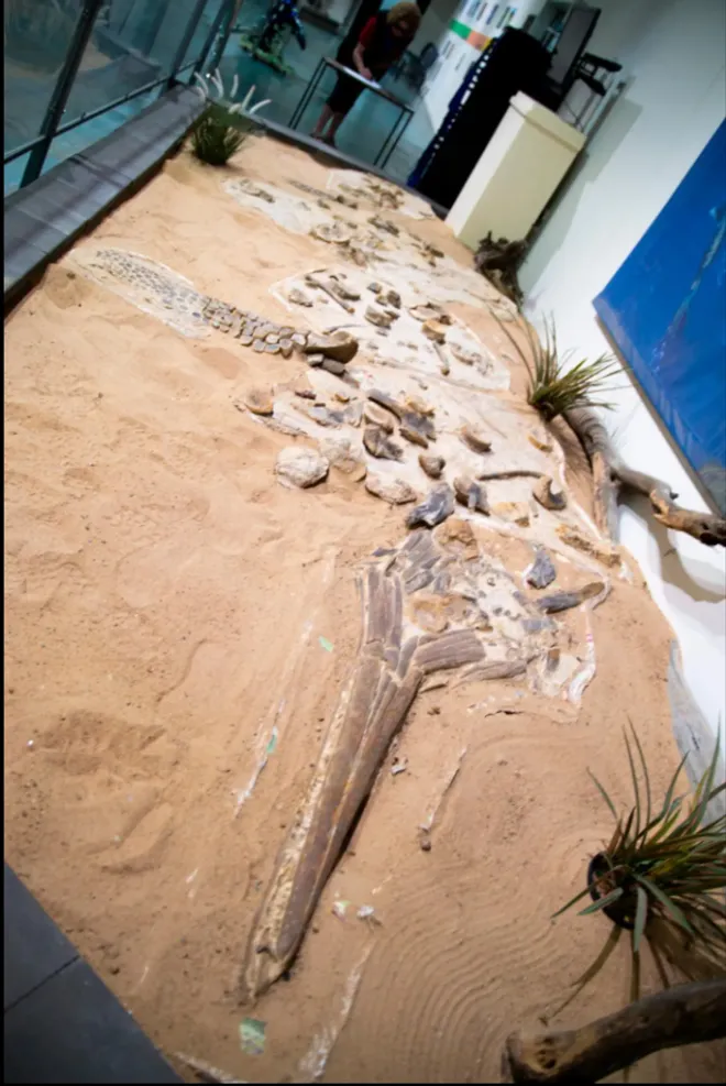 Image Courtesy of Dinosaur Experiences Australia