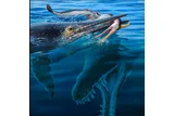 Illustration of ichthyosaur eating the pterosaur with the Kronosaurus underneath in the ocean 