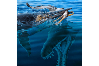 Illustration of ichthyosaur eating the pterosaur with the Kronosaurus underneath in the ocean 