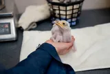 Conservationists handle secretarybird chick at Chester Zoo