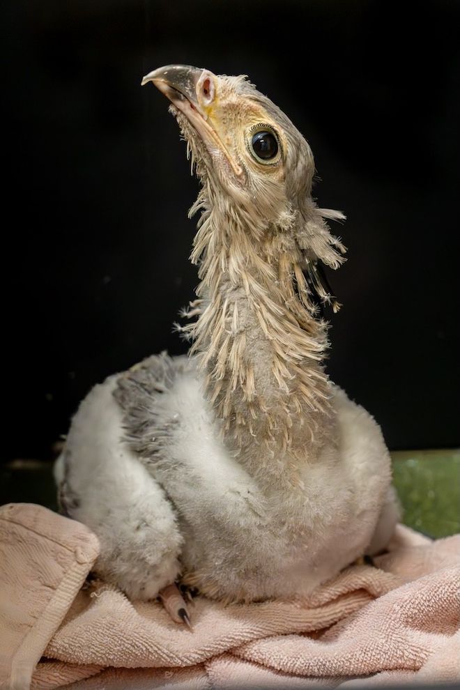 Secretarybird chick at Chester Zoo