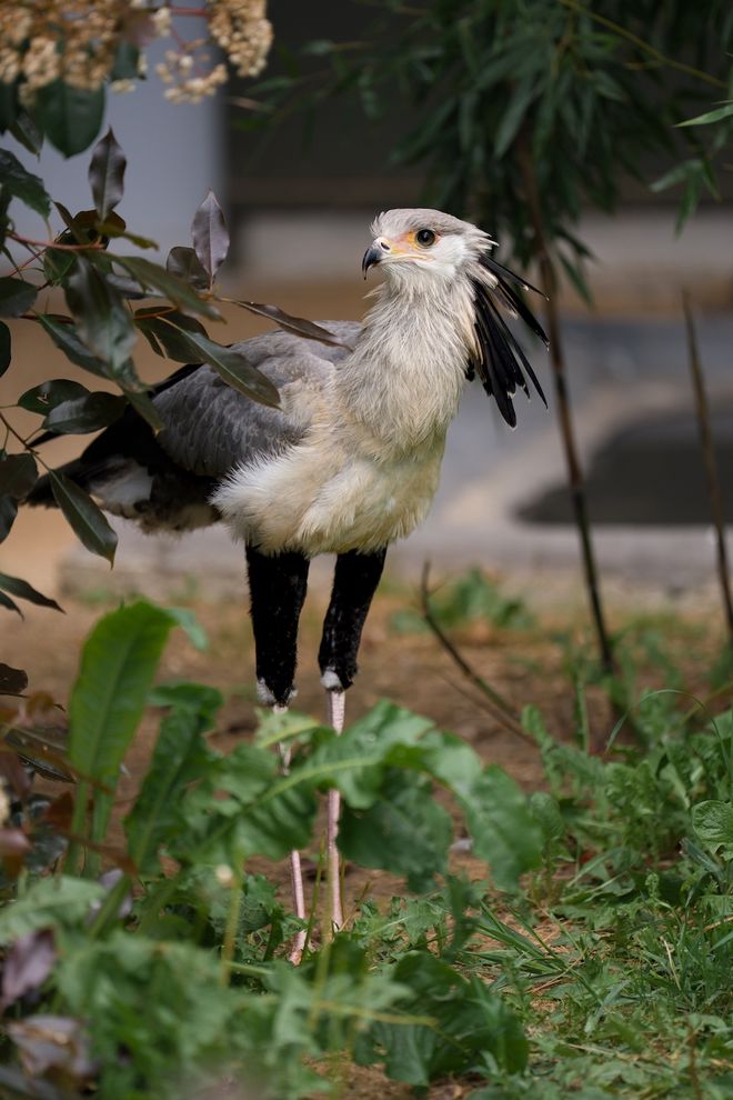 First secretarybird chick named Joyce at Chester Zoo