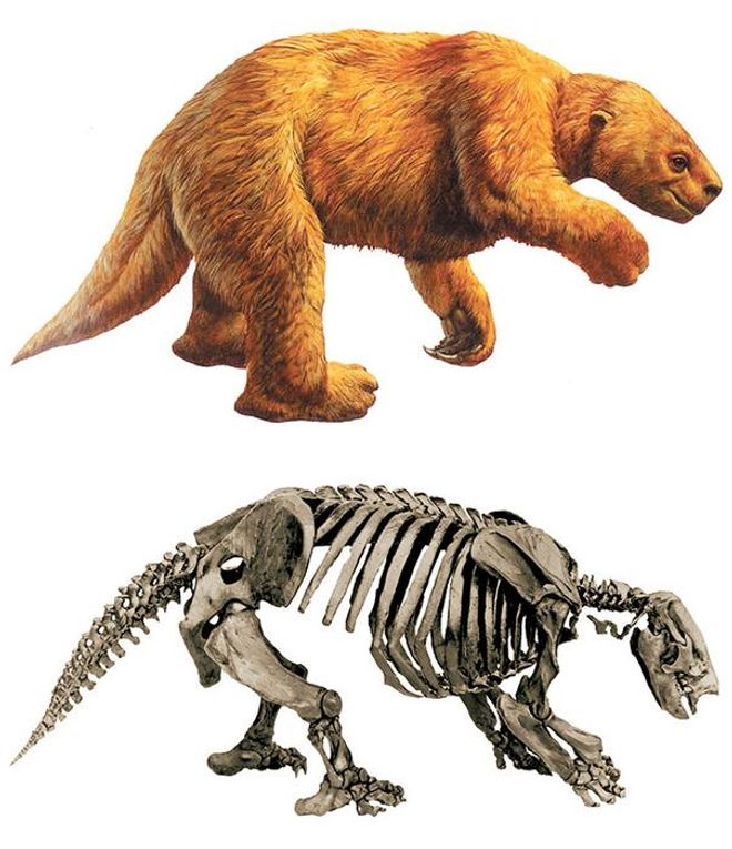 illustration and skeleton construction of a giant sloth illustration and skeleton construction of a giant sloth