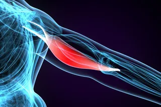 Illustration of muscle in a human arm