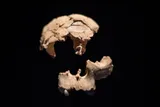 Fragments of Homo antecessor skull 