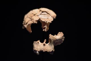 Fragments of Homo antecessor skull 