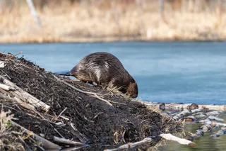 Beaver building a dam in the wilderness