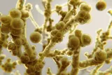Illustration of Candida auris