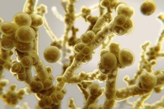 Illustration of Candida auris