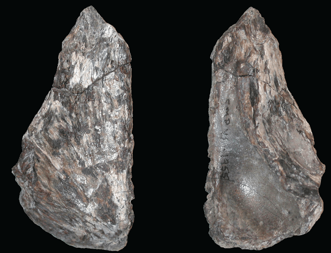 skull fragments of Dinevenator robustus skull skull fragments of Dinevenator robustus skull