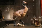 model of a dodo next to its skull 