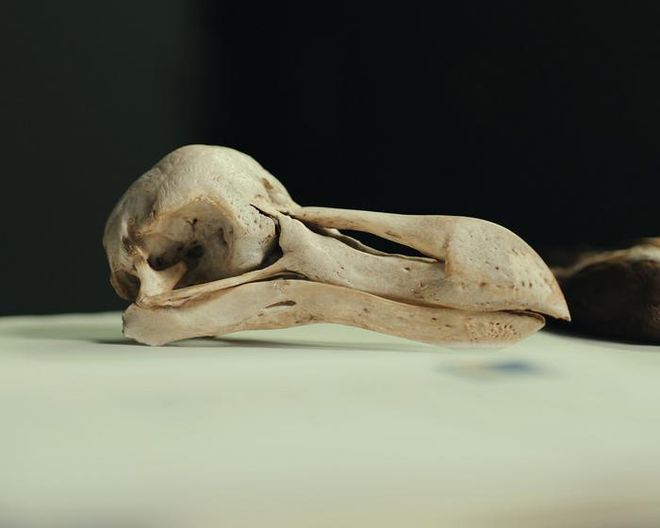 dodo skull dodo skull