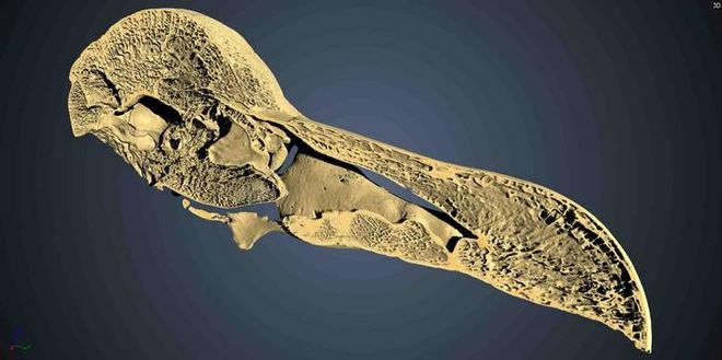 A digital cross-section scan of the dodo skull. A digital cross-section scan of the dodo skull.
