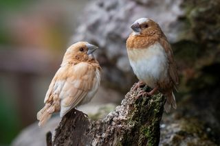 A pair of Bengalese Finches 
