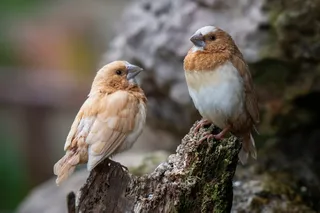 A pair of Bengalese Finches 