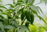 Salmonella Outbreak Traced to Jalapeños Sickens 345 People Across 27 States