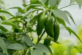 Jalapeno peppers growing on a plant