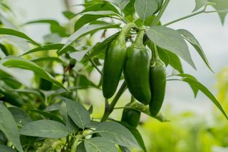 Jalapeno peppers growing on a plant